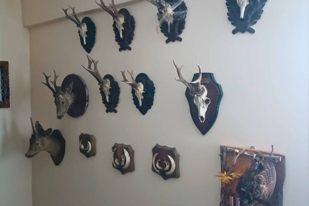 Saray&rsquo;da bir evde 40 par&ccedil;a tahnit ve trofe ele ge&ccedil;irildi