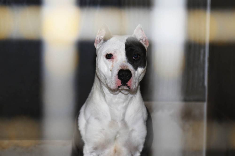 Yargıtay'dan pitbull cinsi k&ouml;pek i&ccedil;in emsal karar