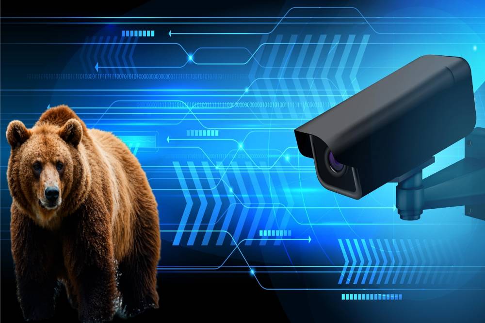 Ayı tehlikesine yapay zek&acirc;lı &ouml;nlem: Yaklaşan ayılar &ldquo;B Alert&rdquo; ile anında tespit edilecek