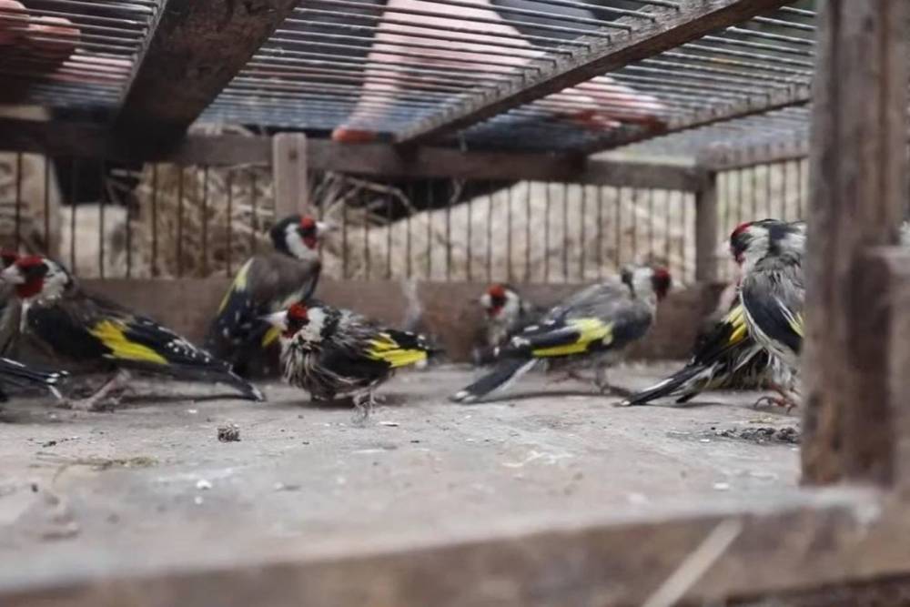 Saka kuşlarını ka&ccedil;ak avlayan kişiye 297 bin lira ceza