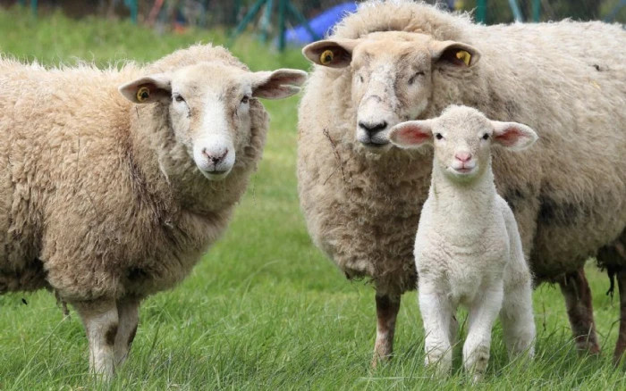 Tekirdağ B&uuml;y&uuml;kşehir hayvan yetiştiricilerine bin 250 hayvan dağıtacak