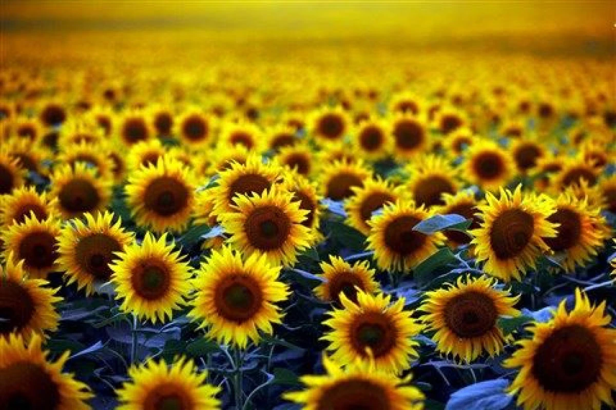 Yazgan: Üretici ayçiçeğini bırakabilir